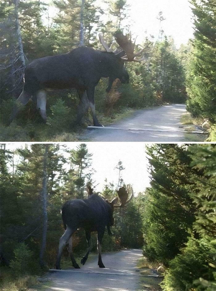Imagina ir por el bosque y encontrarte a esta enormidad
