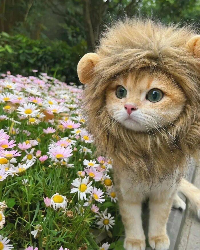 El león más terrorífico