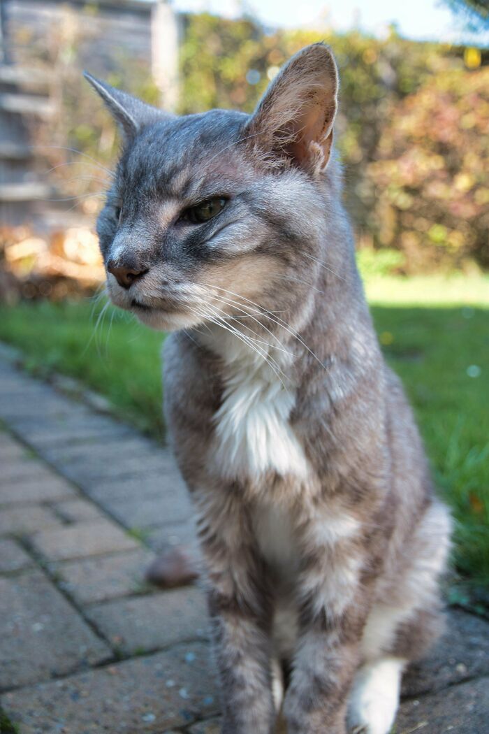 Mi gato tiene 20 años y solo quiere mimos
