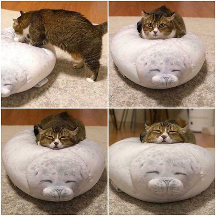 Este gato en su cojín en forma de foca