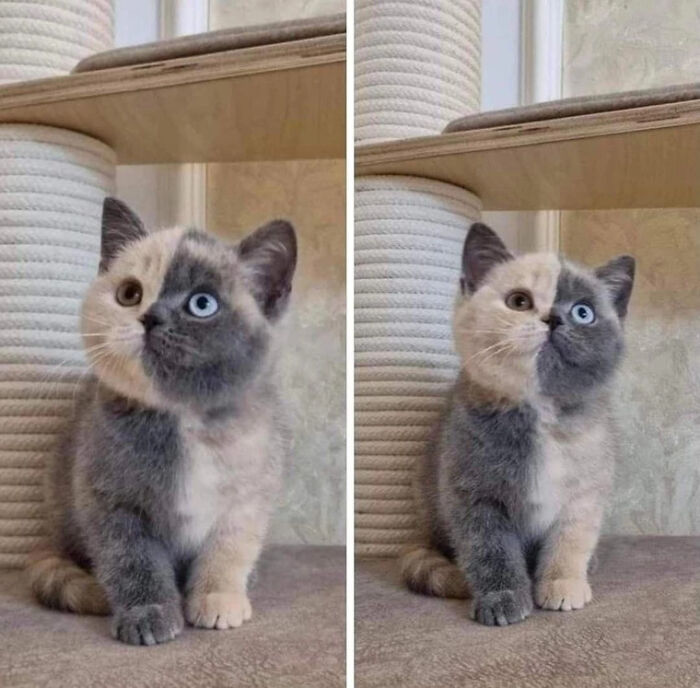 Adorable