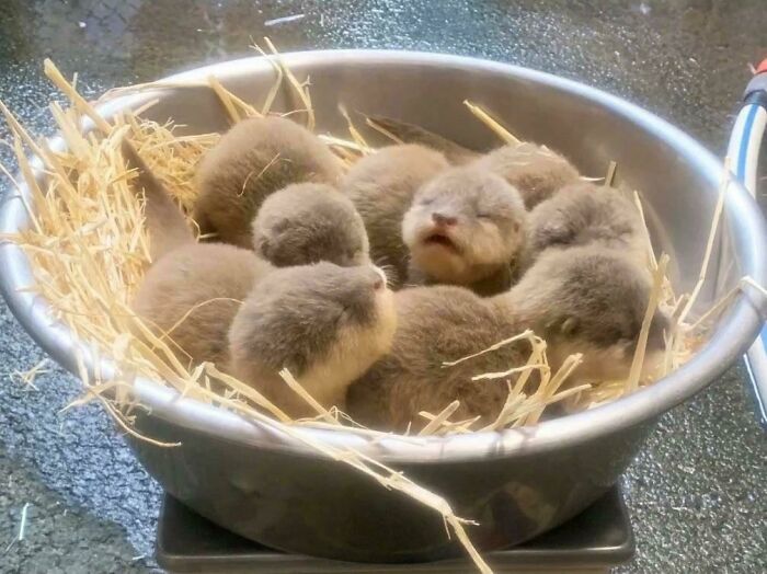 Un cuenco lleno de crías de nutria
