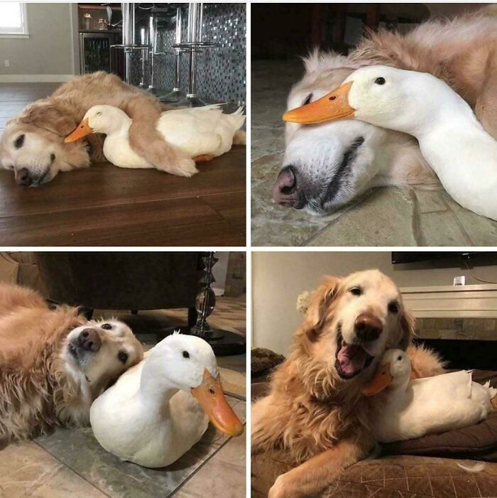 Los mejores amigos