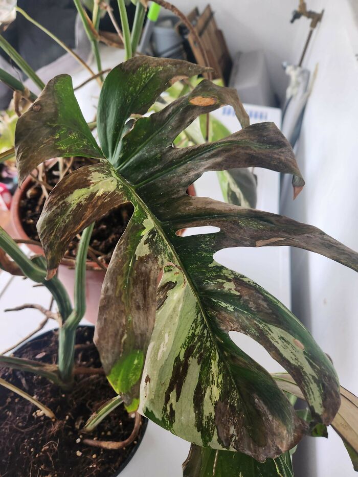 Mi novio 'ayudó' a poner mis costosas plantas de interior fuera para que les diera «aire fresco», y se quemaron irreparablemente con el sol :(
