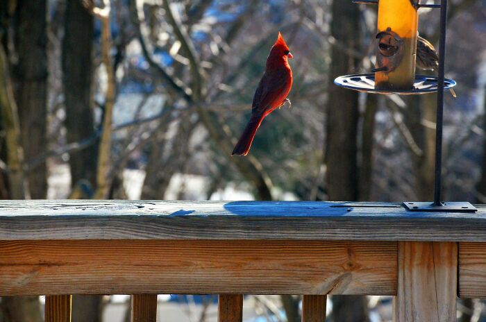 Tomé esta foto de un cardenal cuando saltaba y parece que estuviera flotando