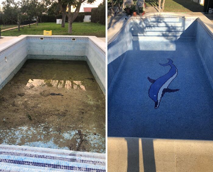 Limpié la piscina de mi nueva casa por primera vez… Había un delfín sorpresa