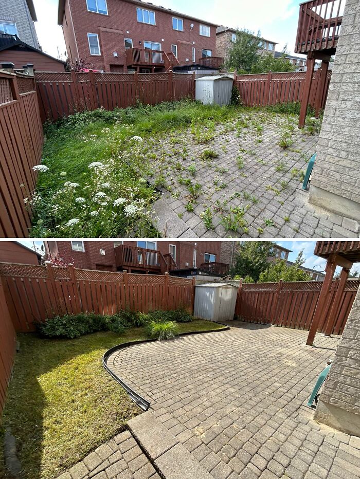 Antes y después del patio trasero que limpié hoy