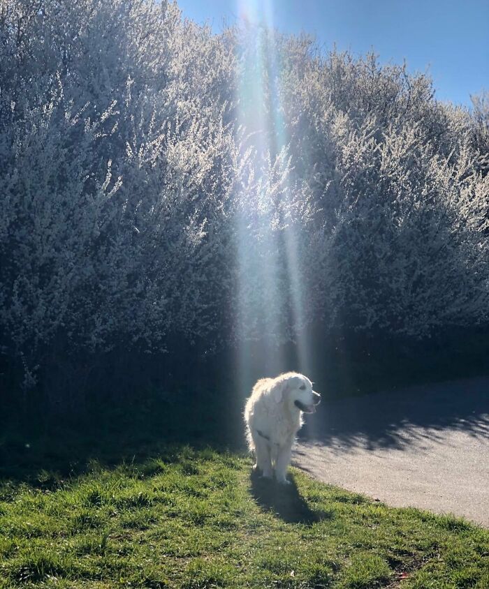 Este perrito está bendecido
