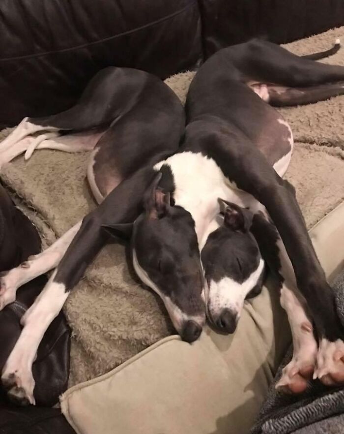Perro doble