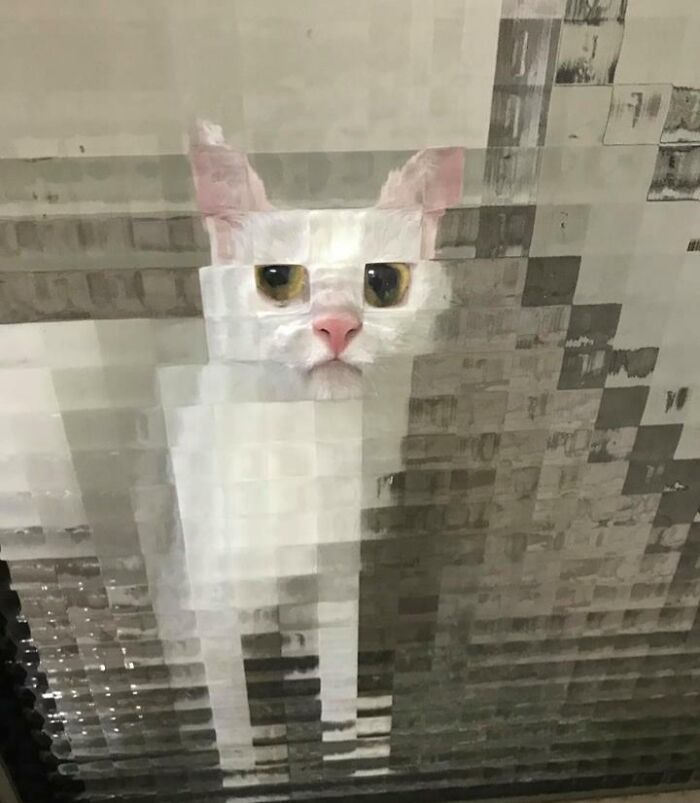 Un gato pixelado