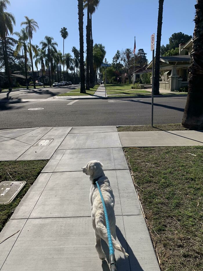 Toda mi familia quería adoptar un perro, pero finalmente soy yo quien se encarga de cuidarlo
