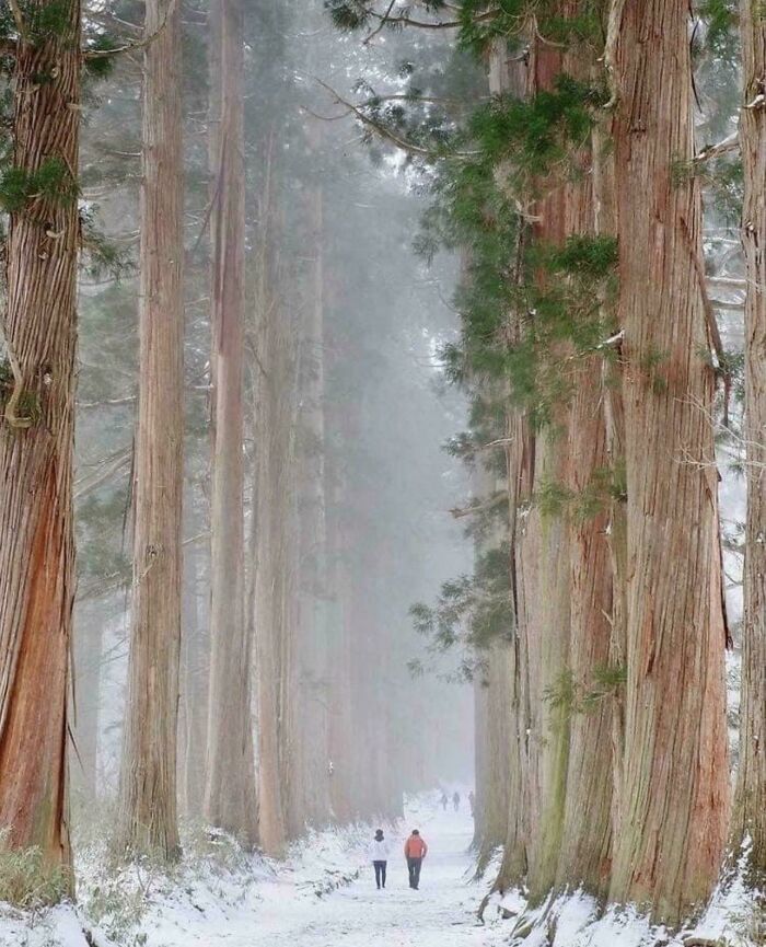 Bosque en la prefectura de Nagano, Japón