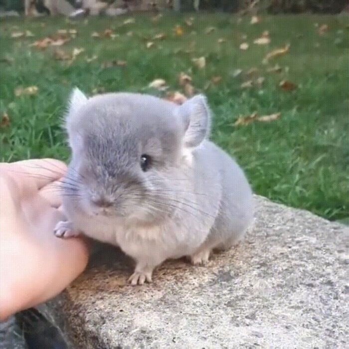 Te da la mano
