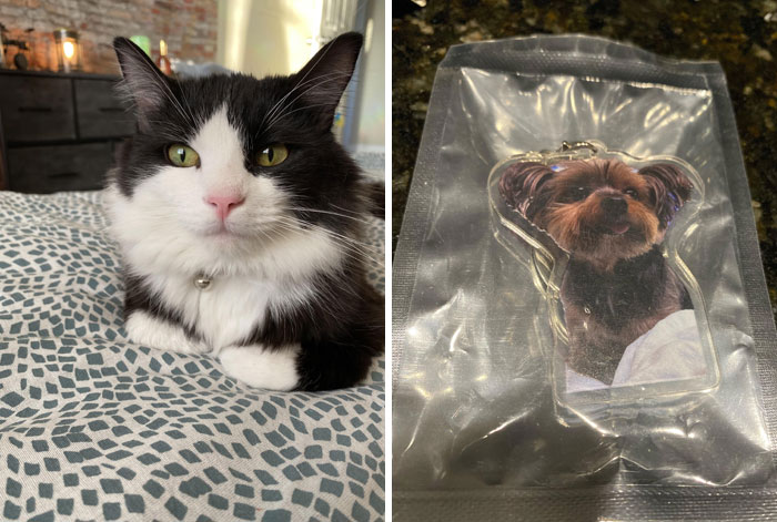 Envié una foto para que me hicieran un llavero personalizado de mi gato. Esto es lo que recibí de Temu. No sé de quién es esta mascota.