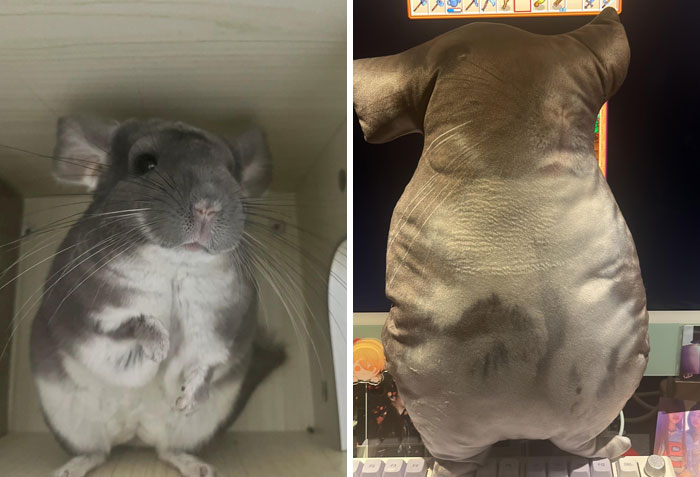 Pedí un peluche personalizado a una tienda y me lo hicieron así...