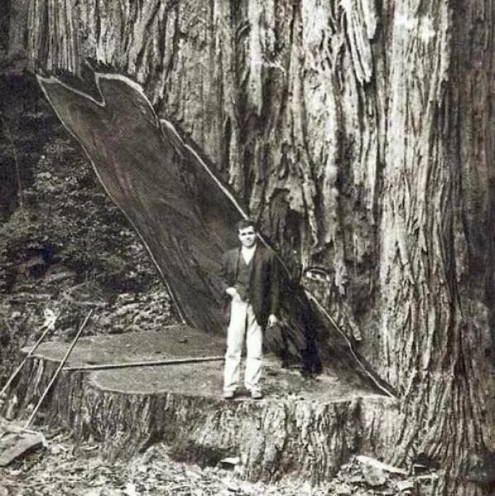 Se calcula que esta secuoya gigante tenía más de 2.600 años cuando fue talada en la década de 1890.
