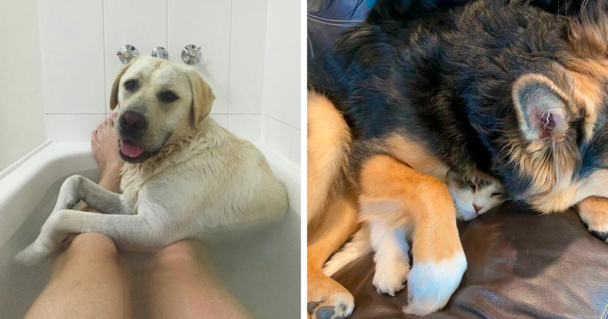 30 mascotas súper graciosas que no entienden de límites (Nuevas fotos)
