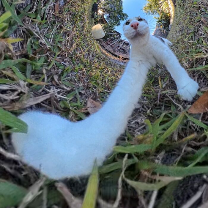 39 Hilariously Silly Photos Of Cats Taken With A 360 Camera By This Owner