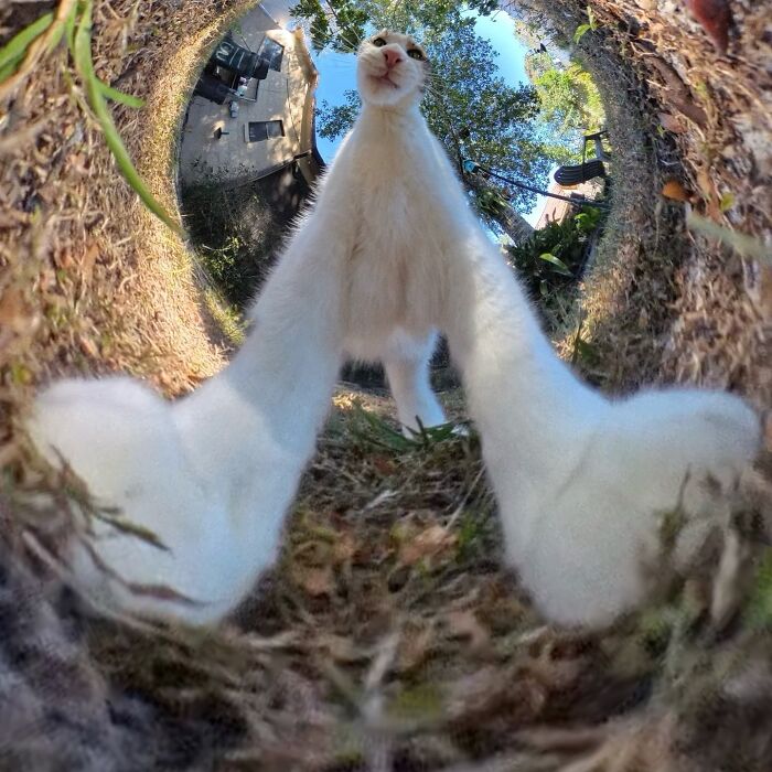 39 Hilariously Silly Photos Of Cats Taken With A 360 Camera By This Owner
