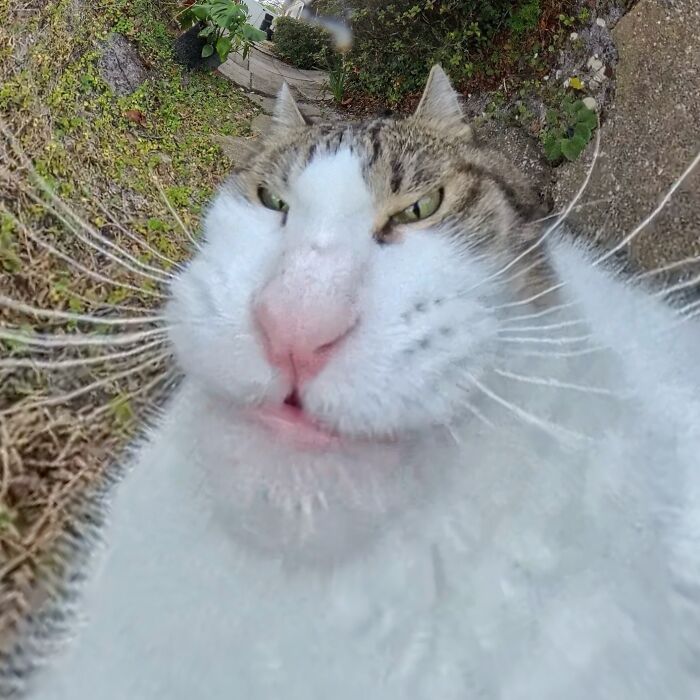 39 Hilariously Silly Photos Of Cats Taken With A 360 Camera By This Owner