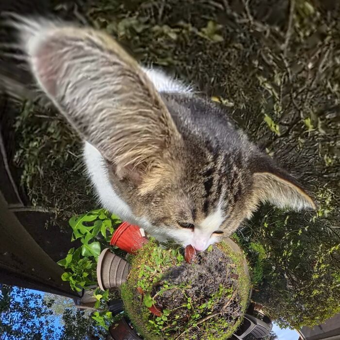 39 Hilariously Silly Photos Of Cats Taken With A 360 Camera By This Owner