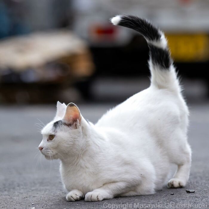 Documenting The Lives Of Tokyo’s Stray Cats: 41 New Photos From Masayuki Oki