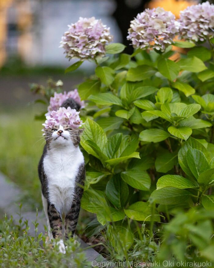 Documenting The Lives Of Tokyo’s Stray Cats: 41 New Photos From Masayuki Oki