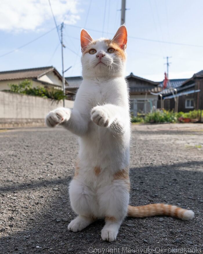 Documenting The Lives Of Tokyo’s Stray Cats: 41 New Photos From Masayuki Oki