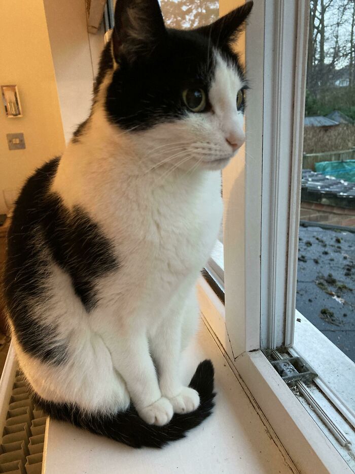 Nuestra gata Mia, apoya las patas delanteras en la cola para evitar una superficie fría