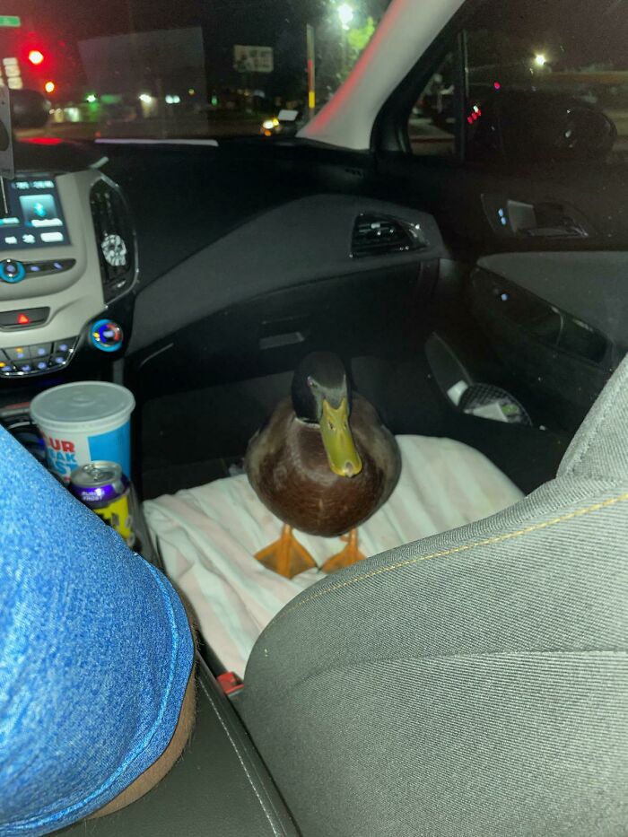 Este pato en el uber que tomó mi esposa