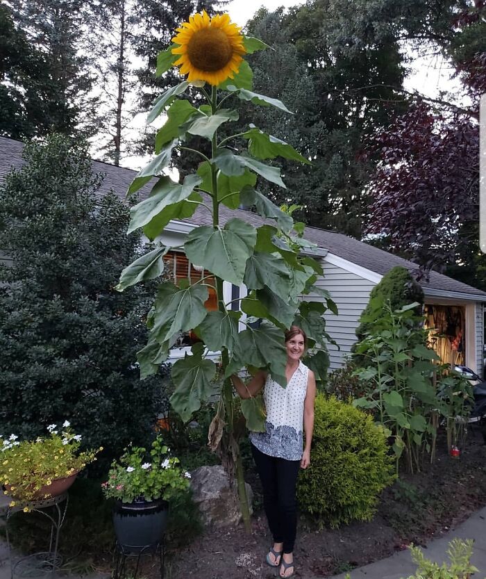 El girasol gigante de mi amiga