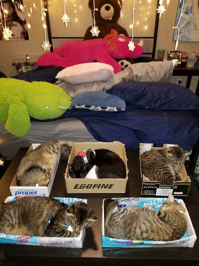 Me dijeron que venga a mostrar lo eficaces que pueden ser las trampas para gatos a los pies de la cama. Todos están bien acomodados y ¡nadie está siendo aplastado mientras duerme!