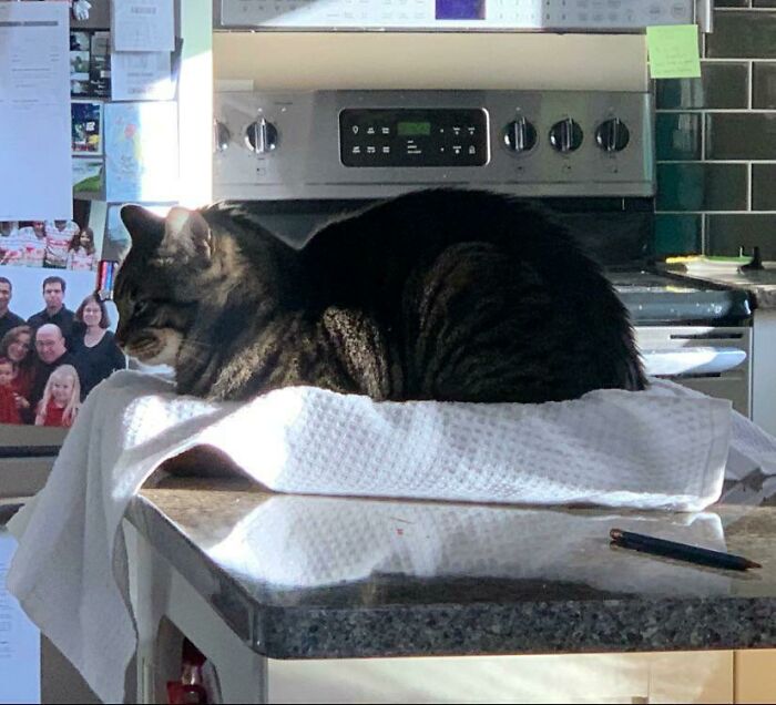 Después de hacer brownies, los cubrí con una toalla para protegerlos de los gatos curiosos. Esto atrajo a Racer a una cómoda cama de brownies 