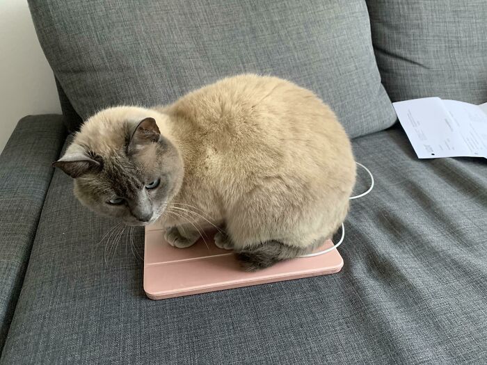 De todo el espacio que tenía en el sofá eligió mi iPad para sentarse 