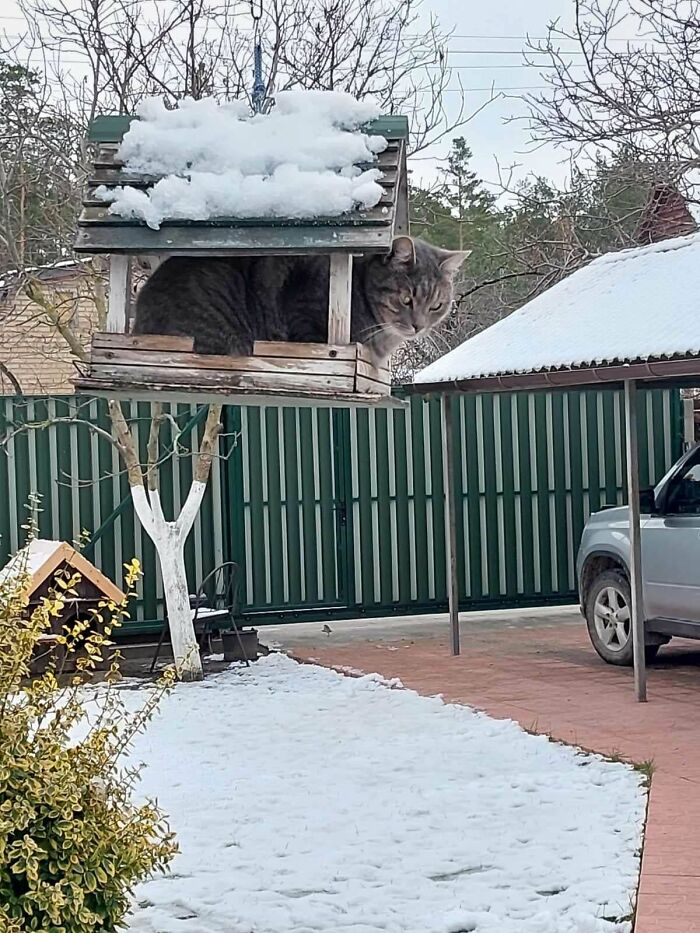 Atrapado en un comedero para pájaros 