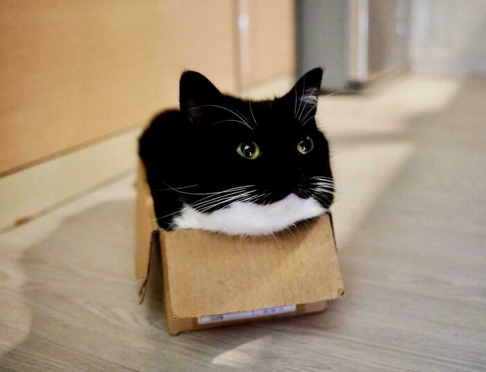 Uni en su caja favorita 