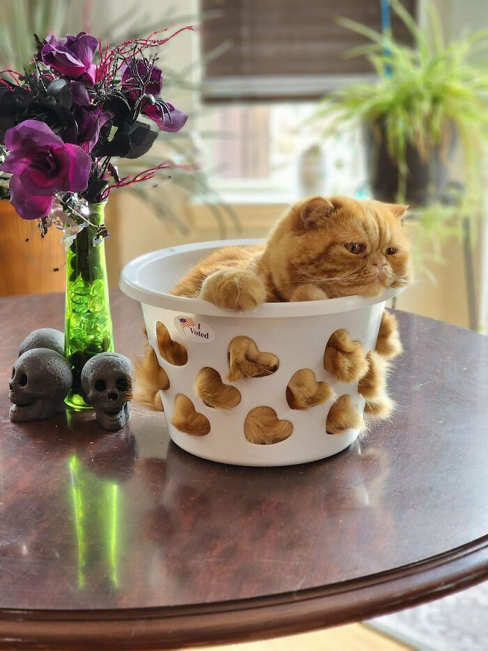 ¡Esta es la trampa para gatos de Gary! 