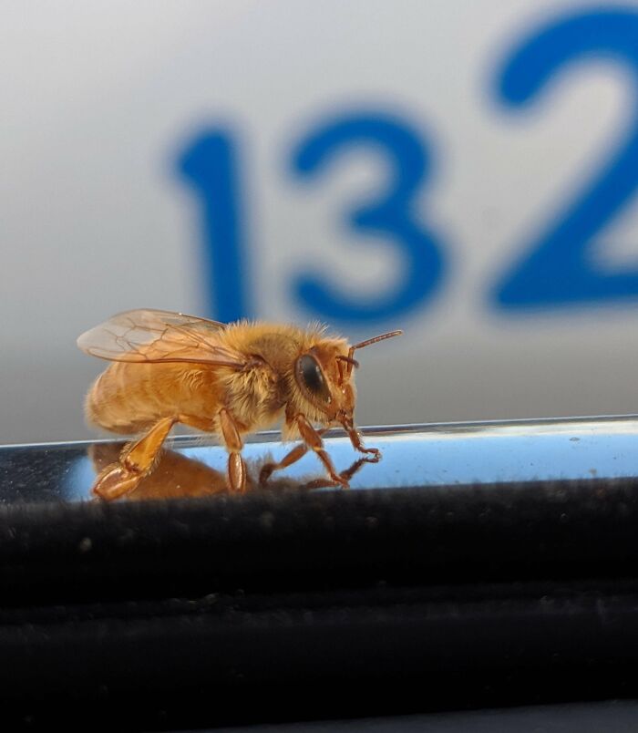 Esta abeja dorada ha aterrizado en mi coche