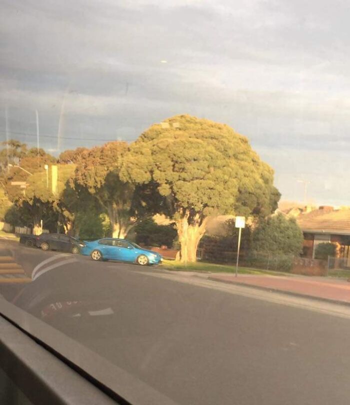 Este árbol parece un brécol