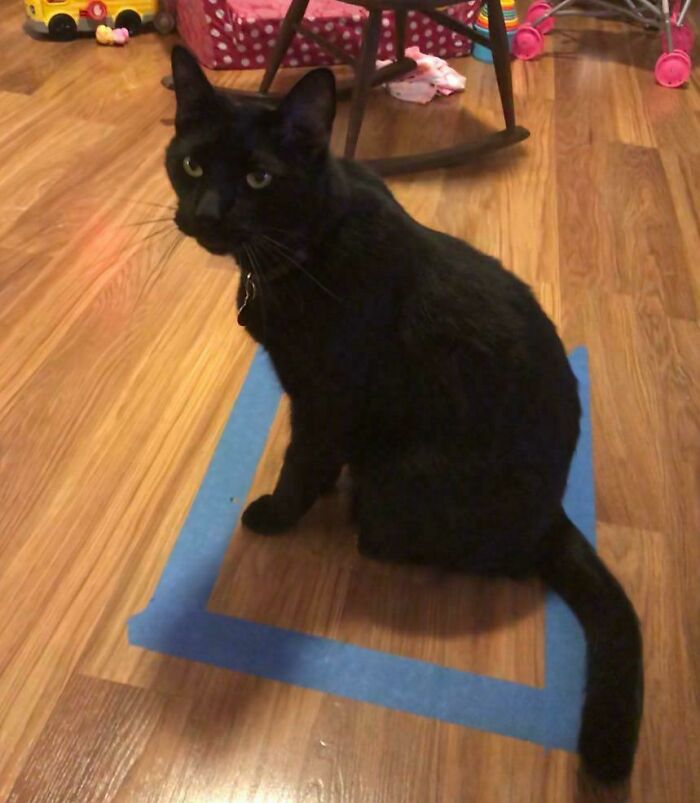 Ni siquiera hace falta una caja para atrapar gatos