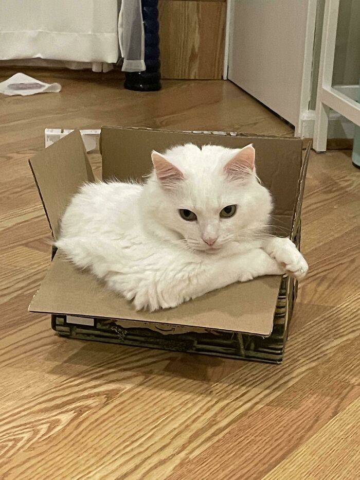 La caja también tiene reposabrazos 