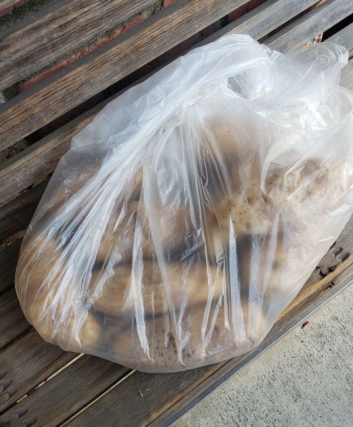 El jefe de mi novia le entregó esto en la oficina y le dijo: “Es de parte de la empresa”. No estoy seguro de si es un regalo de Navidad o qué. ¿Qué piensan ustedes? 