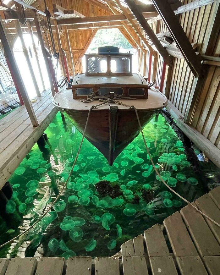 Barco flotando sobre agua verde llena de medusas, mostrando la sorpresa de la naturaleza.