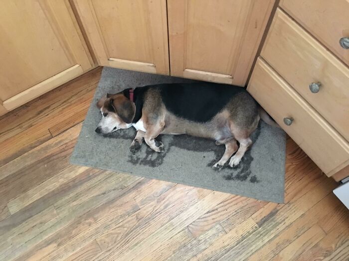 Perro alineado con la silueta del cerdo de la alfombrilla