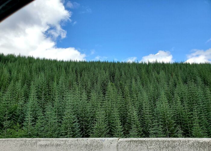 Estos árboles parecen pixelados (fueron plantados en una reforestación del monte Santa Helena)