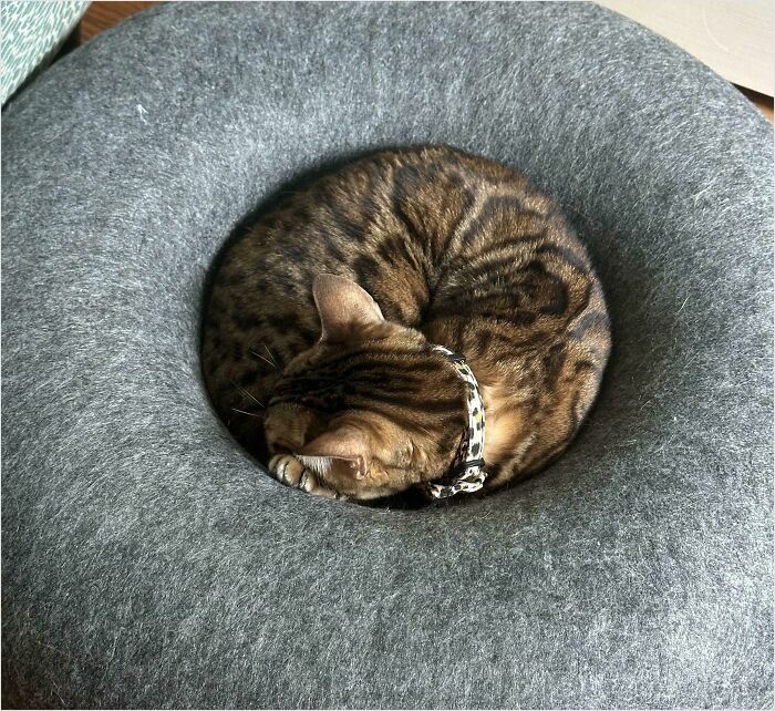 Mi gato circular