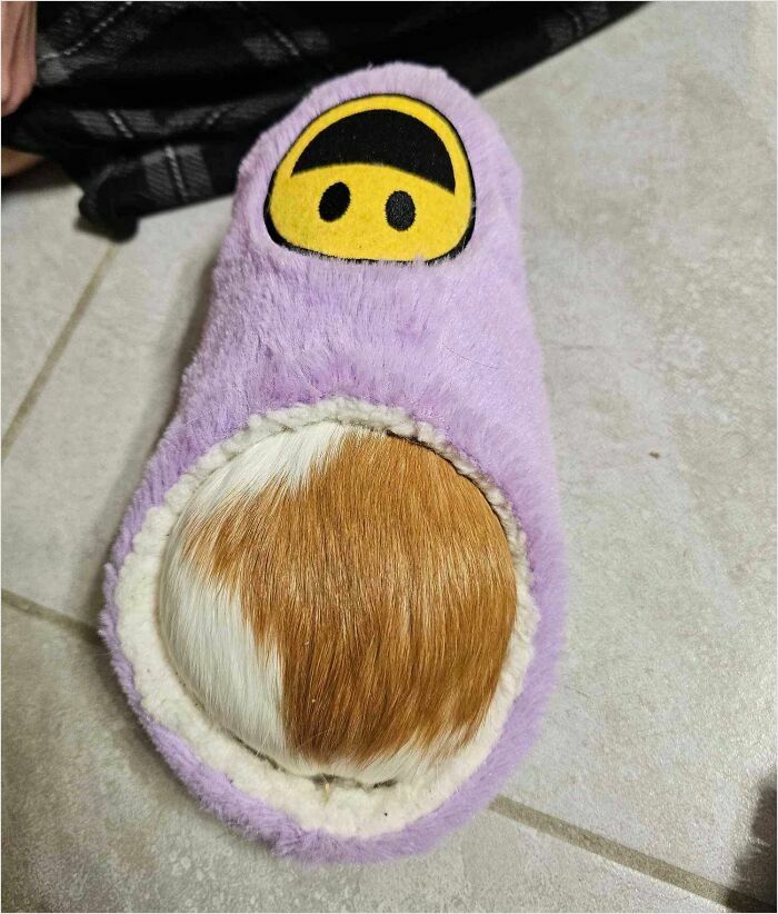 Mi cobaya cabe perfectamente en mi zapatilla