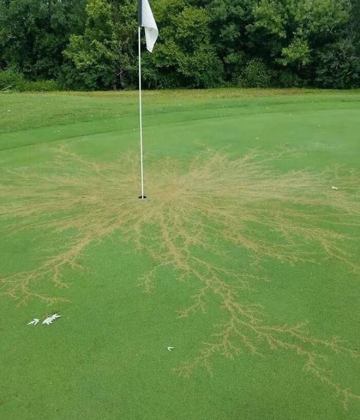 Patrón extraño en el césped de un campo de golf, simulando raíces sobre el green.