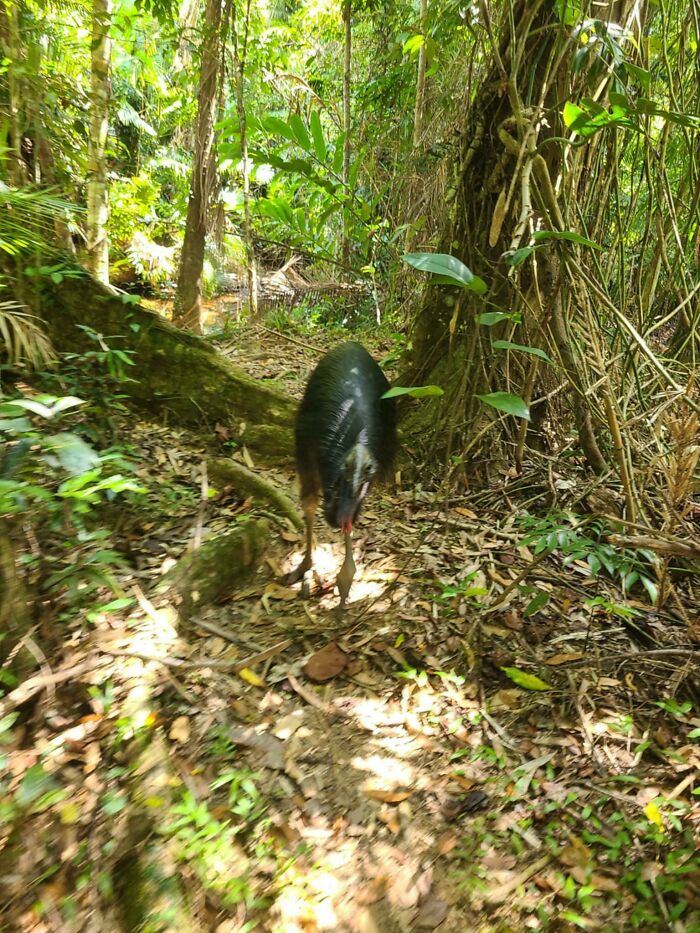 Jabalí en sendero de selva, atmósfera extrañamente aterradora rodeada de denso follaje verde.