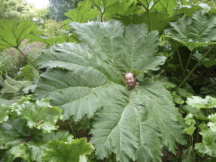 Hoja gigante